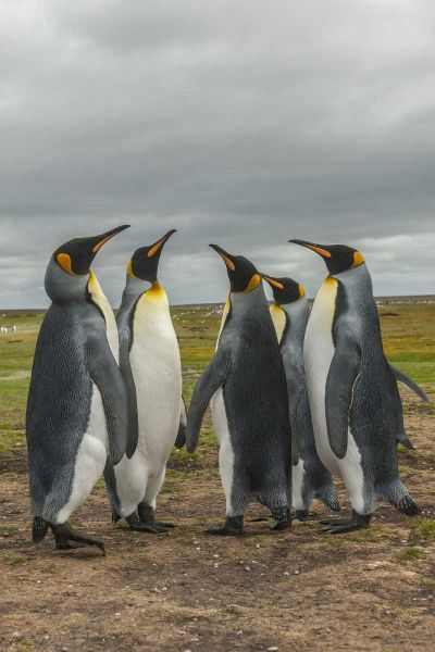 Falkland Islands, Volunteer Point King penguins